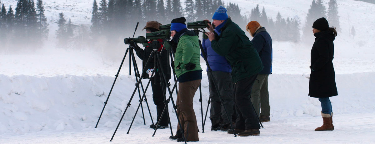 Guests on a snowy roadside looking for wolves through spotting scopes