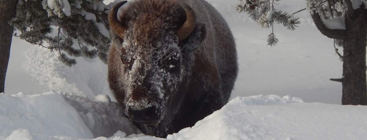 Close-up of male bison
