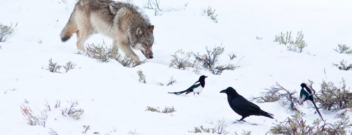 Gray wolf hunting during winter in Yellowstone