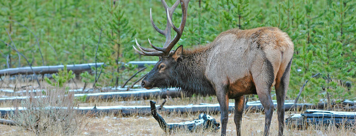Male elk foraging in a field