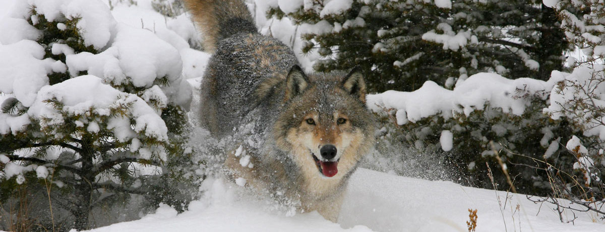Grey wolf running through deep snow
