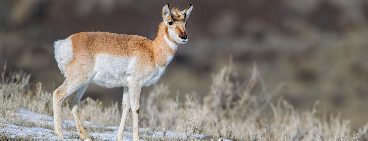 Pronghorn Antelope in a field in Yellowstone National Park