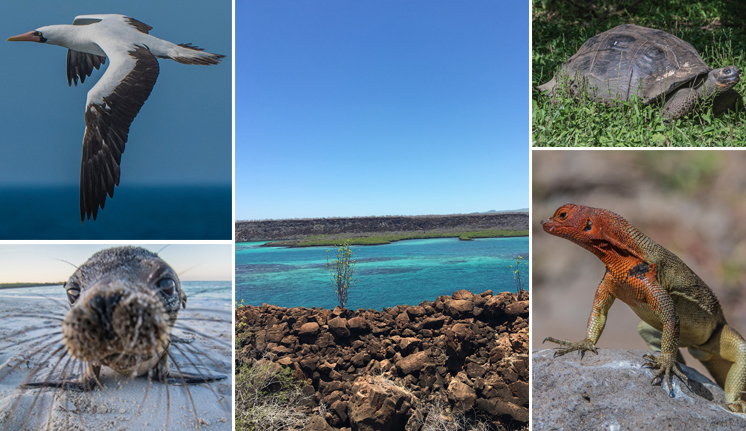 Have a Travel Bucket List? The Galapagos Islands Should Be On Top | Orbridge
