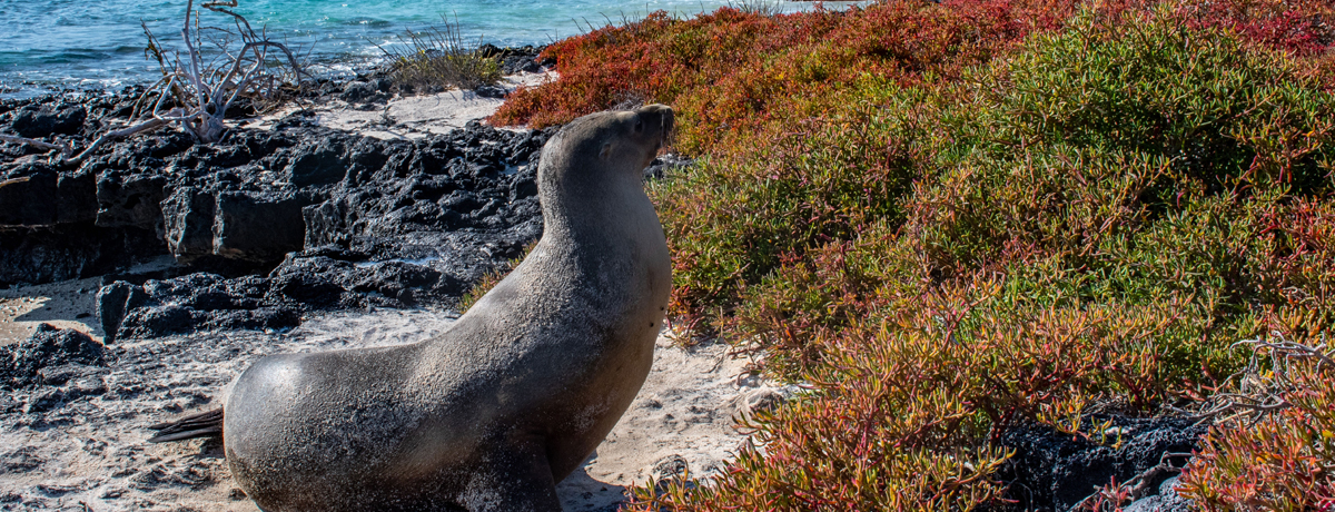 Destination: The Northern Galapagos Islands