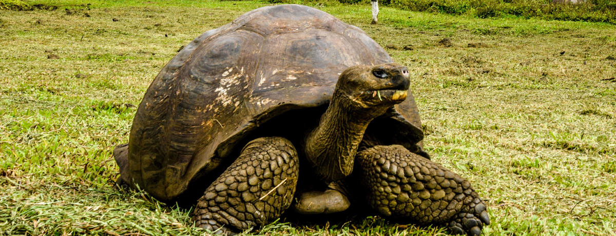 Destination: The Western Galapagos Islands