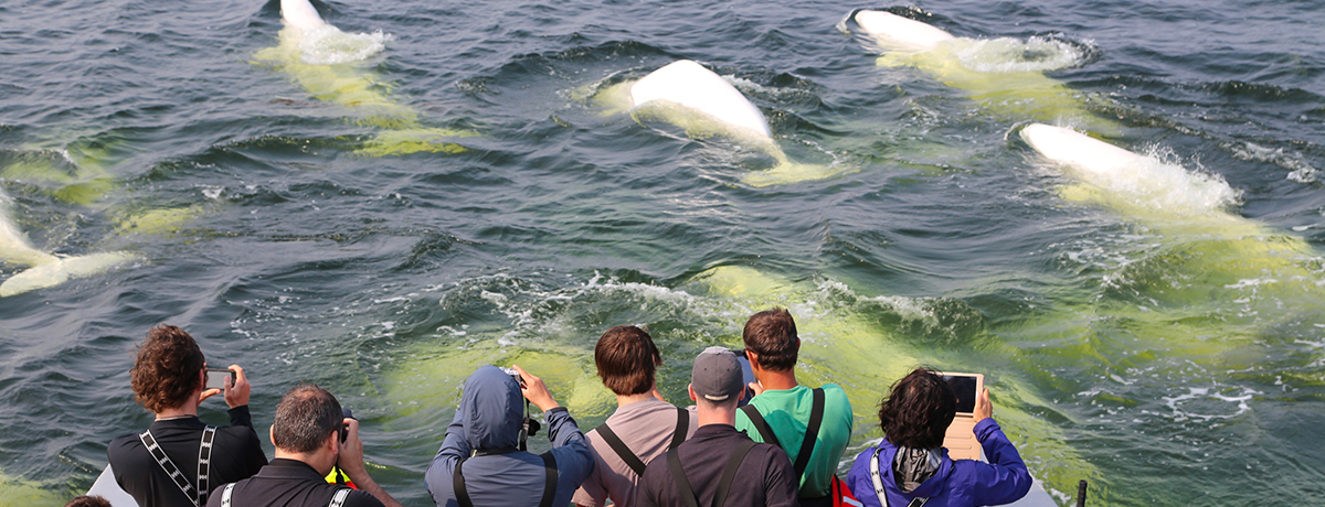Destination: Polar Bears and Beluga Whales in Manitoba