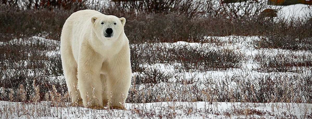 Destination: Polar Bears of Churchill