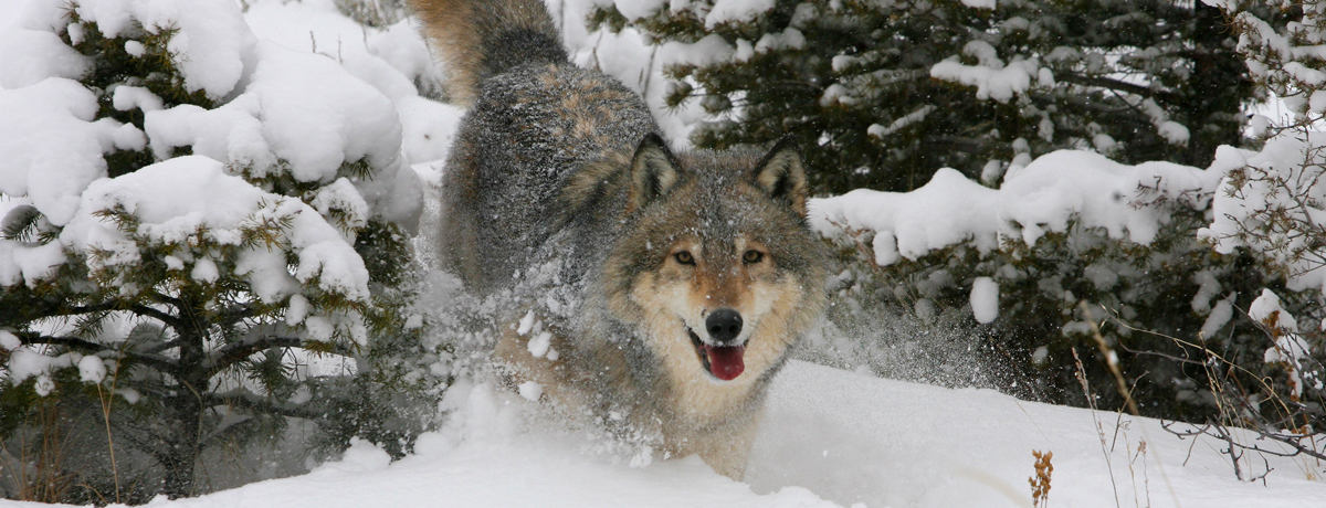 Destination: The Wolves and Wildlife of Yellowstone