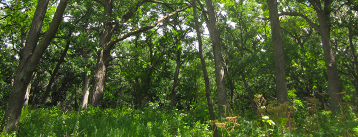 Kettle Moraine park in Wisconsin