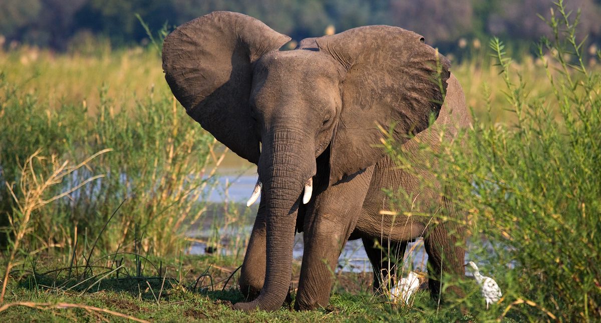 baby elephant in zambezi river