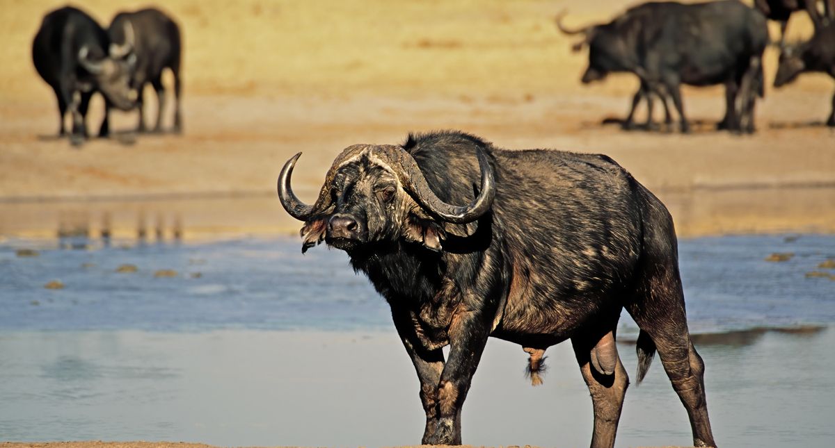 buffalo in hwange park