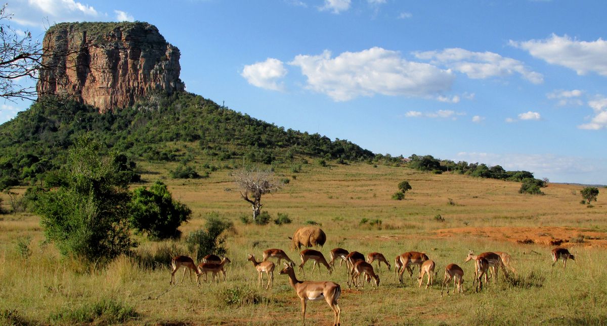 deer grazing in limpopo