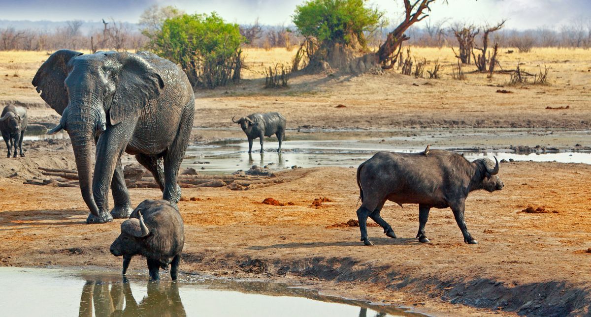 elephant and buffalo in hwange park