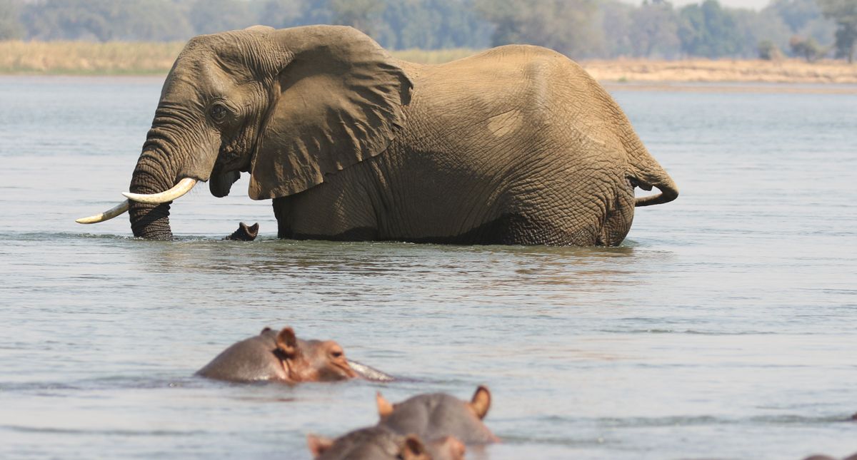 elephants and hippos zambezi river