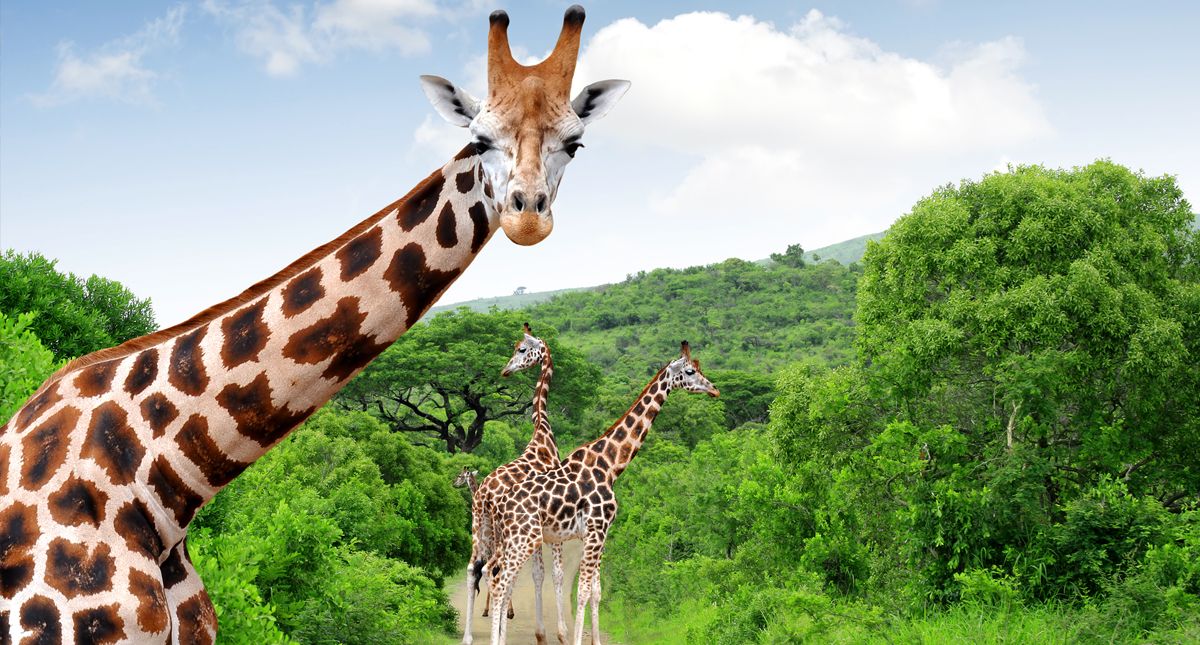 giraffes in kruger national park