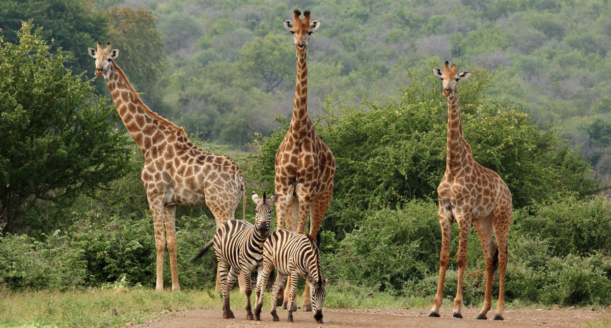 giraffes and zebra in kruger national park