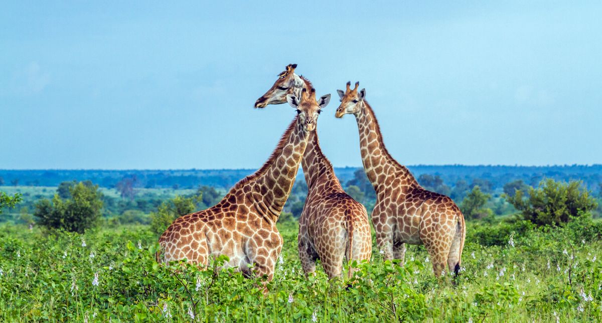 three giraffes in kruger national park