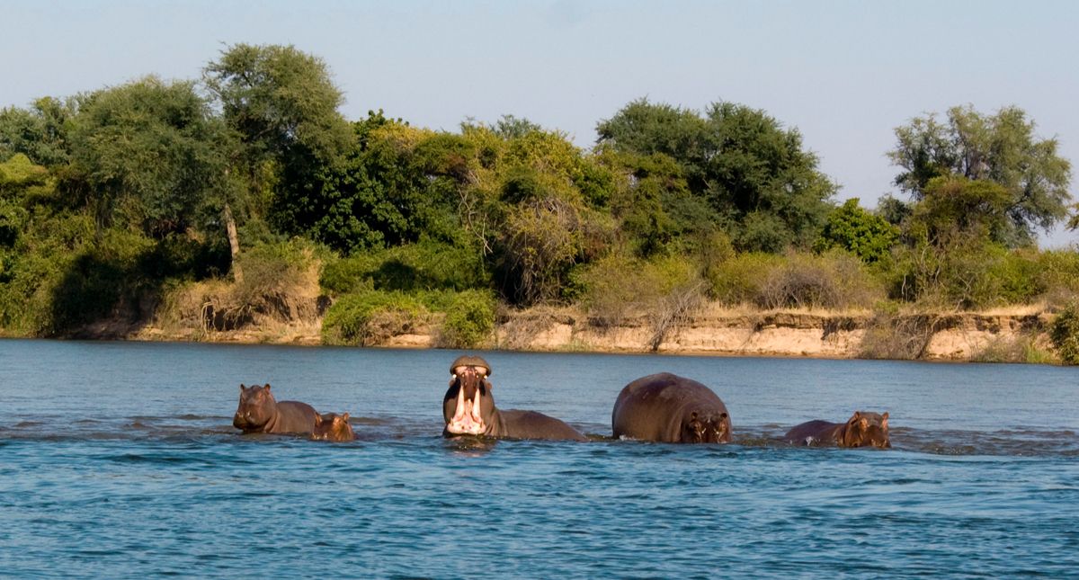 hippos in zambezi river