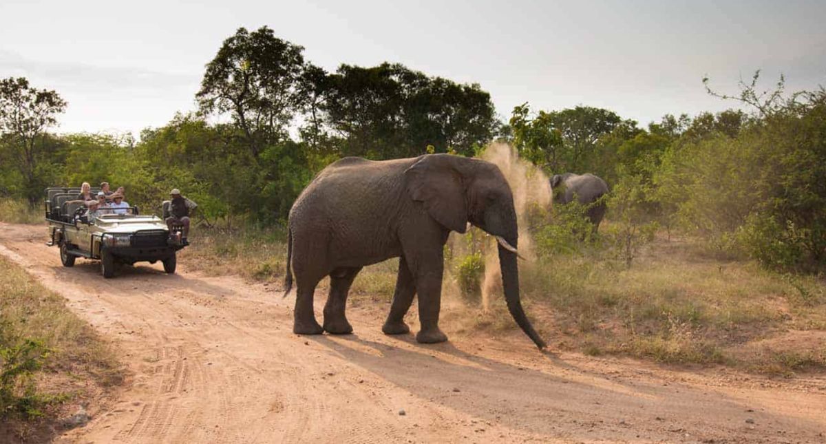 elephants in kapama