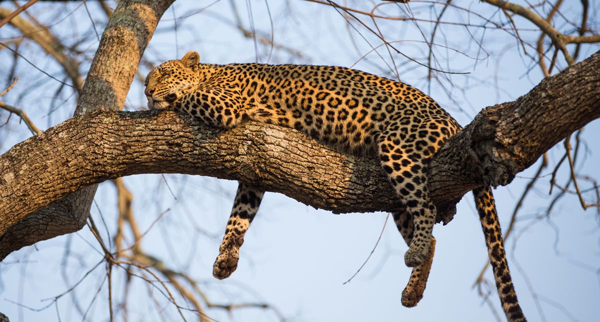 sleeping leopard