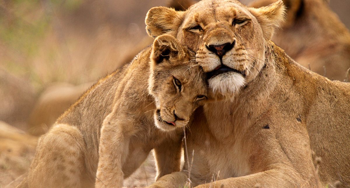 lioness and cub in kruger national park