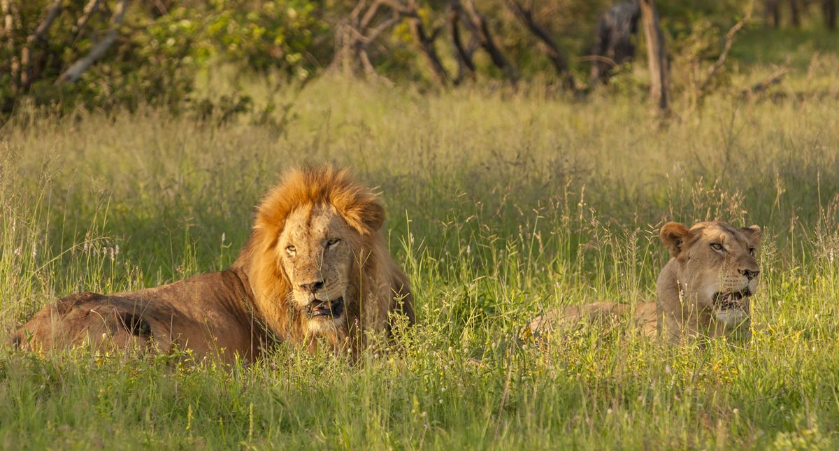 lions in kruger national park