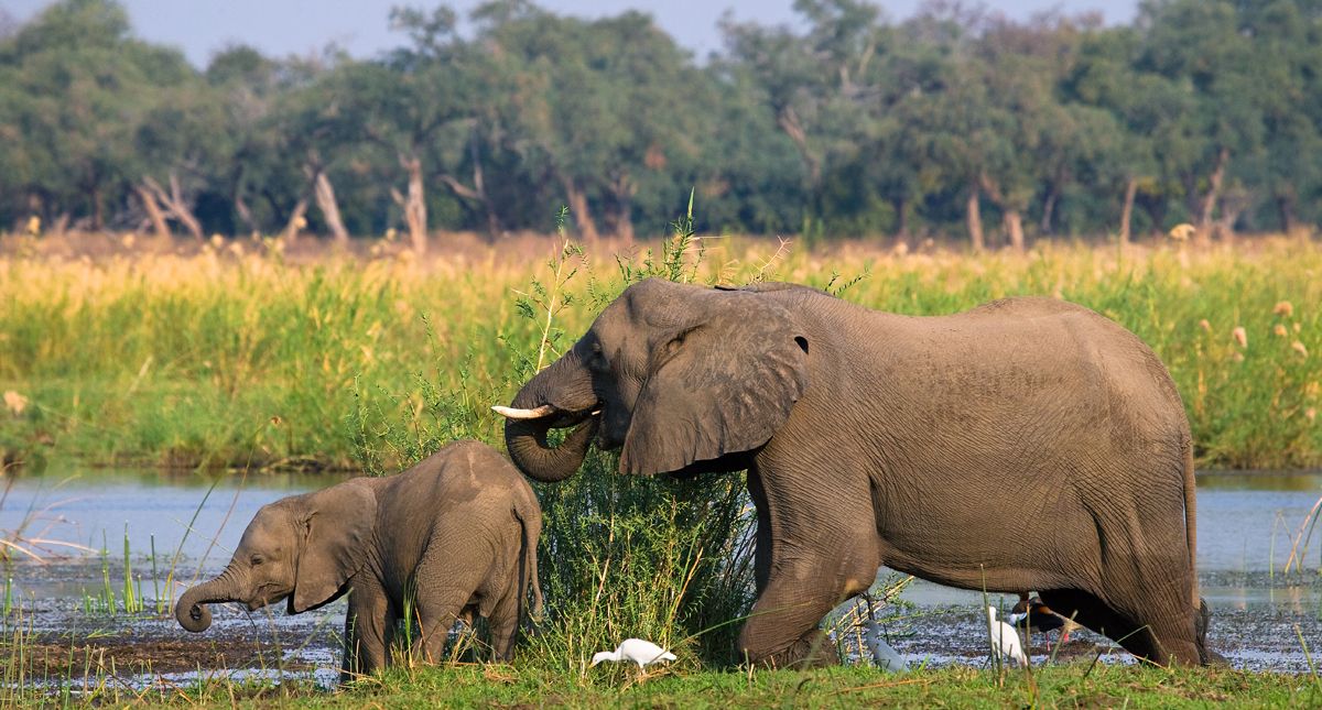 mom and baby elephant on zambezi river