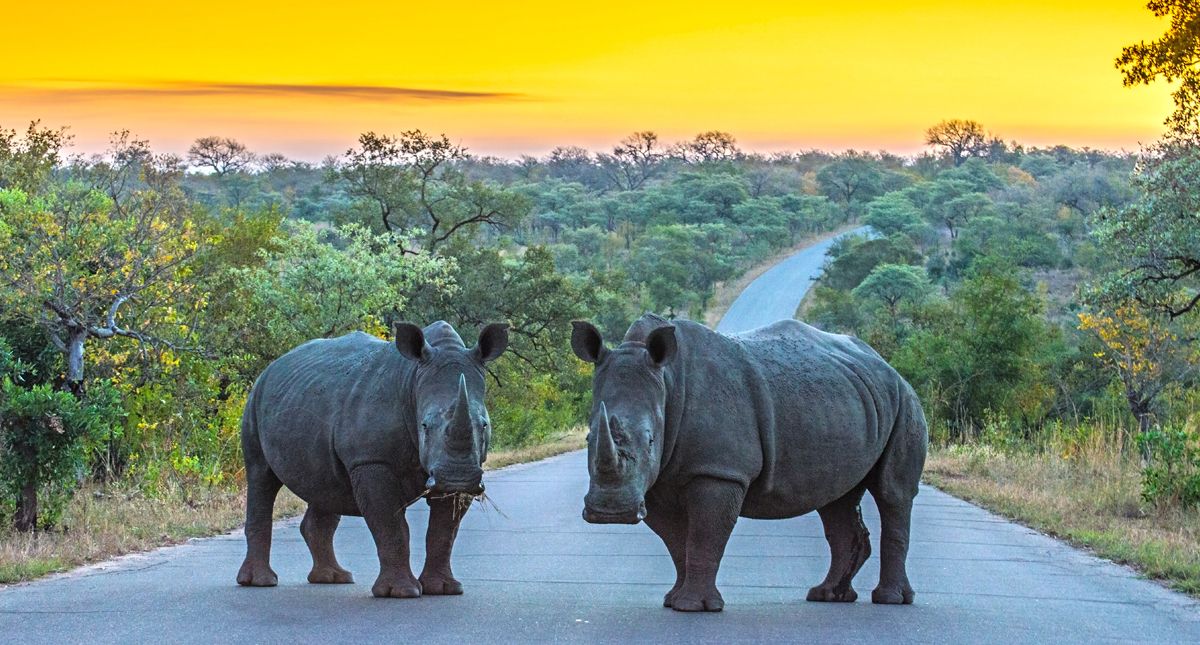 rhinos in kruger national park