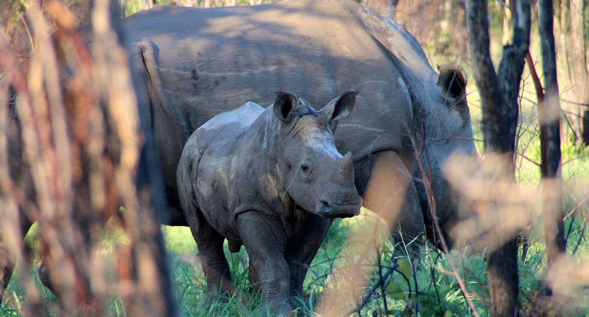 rhinos in matobo national park