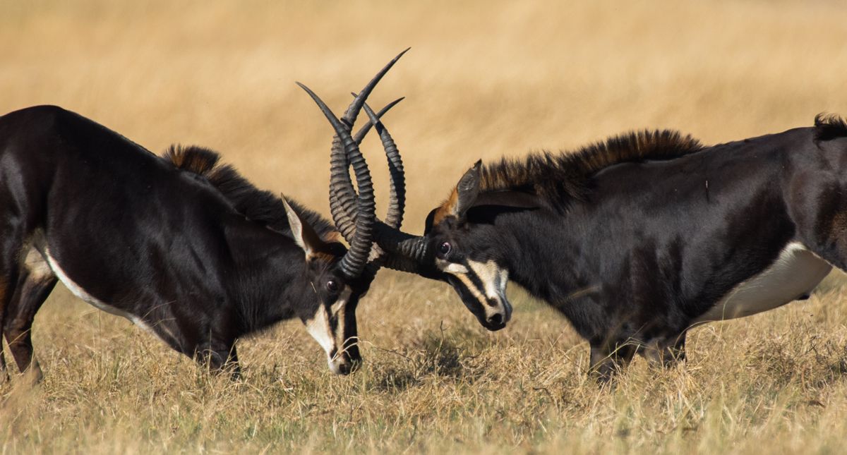 sable bulls