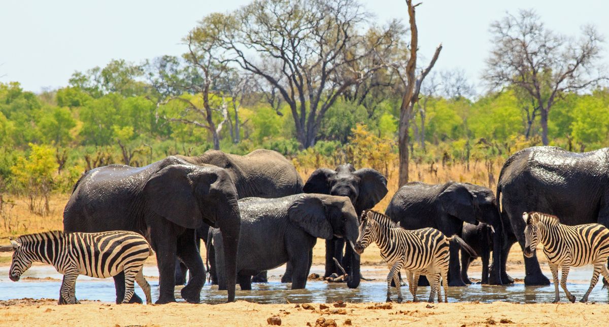 watering hole in hwange park