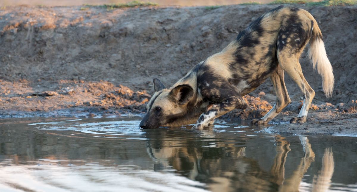 wild dog in kruger national pakr