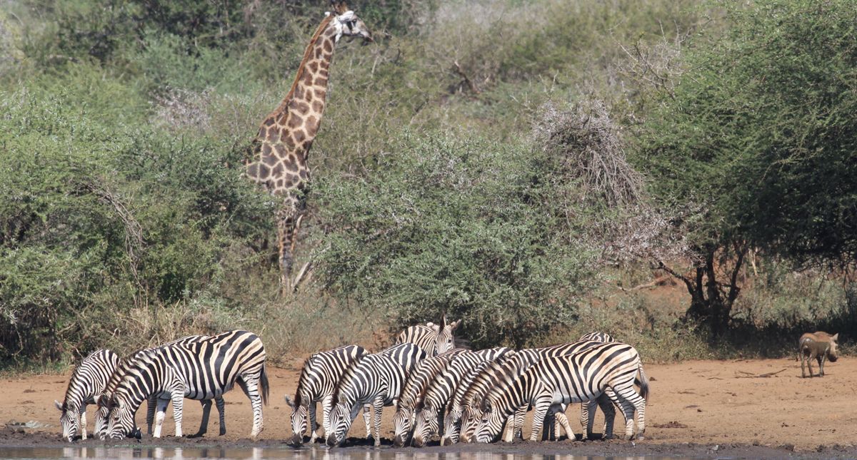 zebras in kruger national park