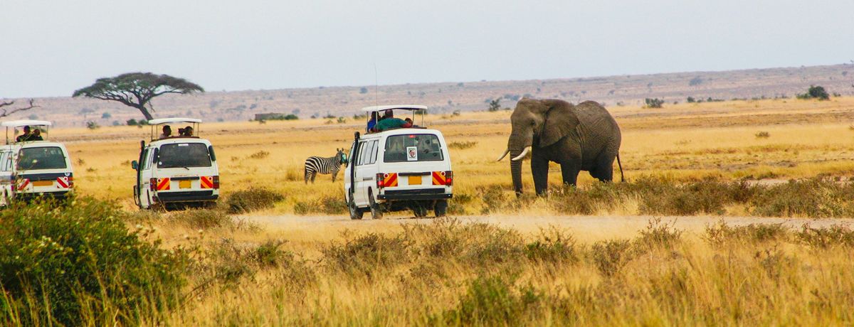 Vehicles driving through Amboseli National Park during safari tour with elephant passing by