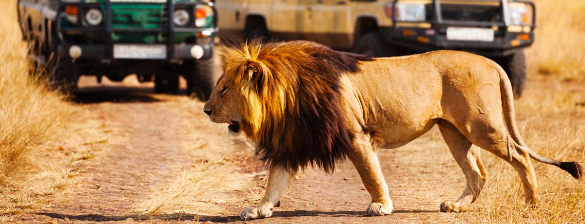 Lion passing in front of safari vehicles in Amboseli National Park