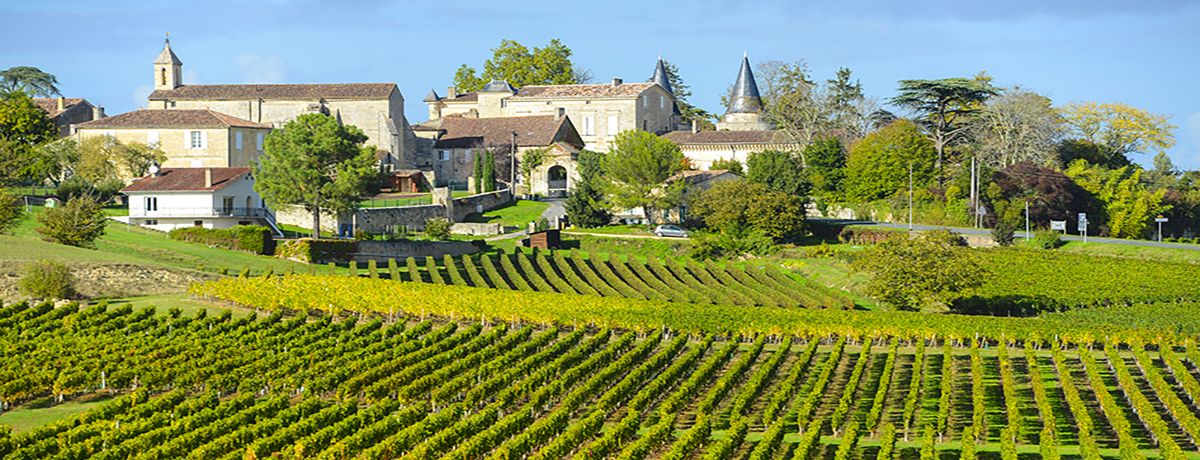 Bordeaux vineyard