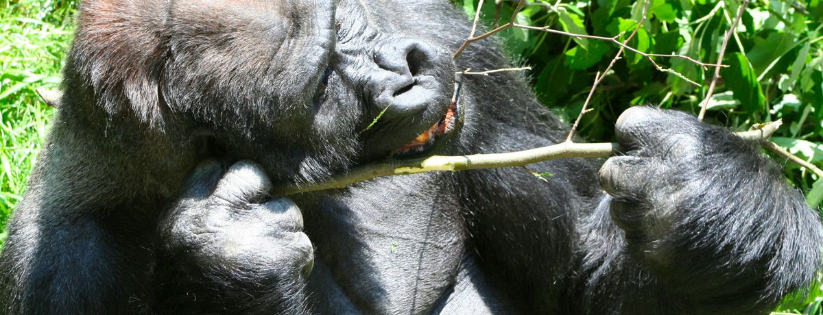 Large gorilla eating