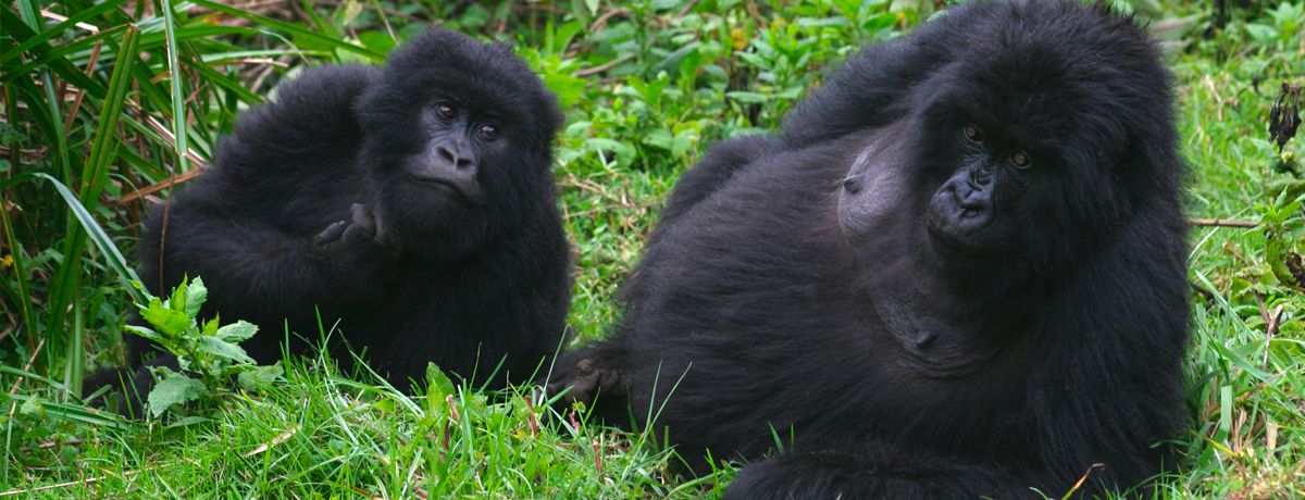 Two gorillas relaxing beside each other