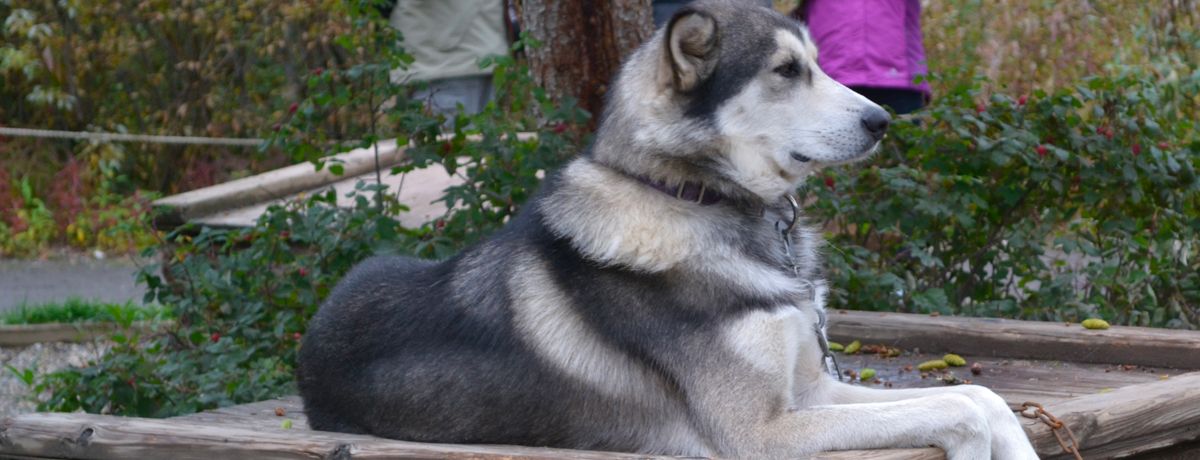 Sled dog resting