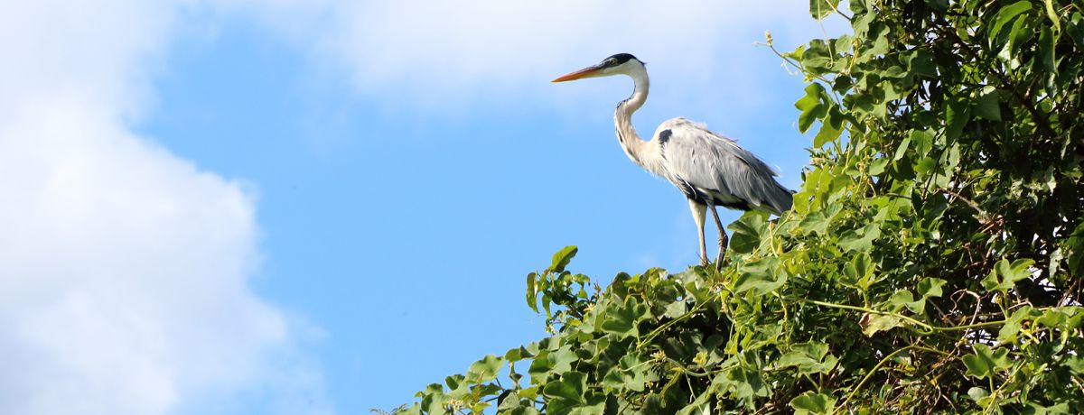 bird perched on treetop