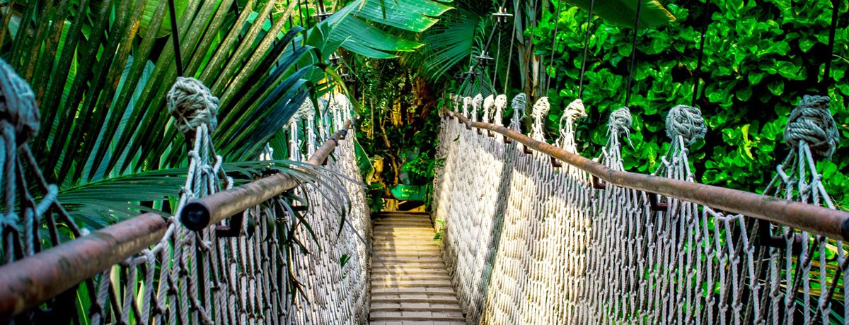 treetop aerial bridge