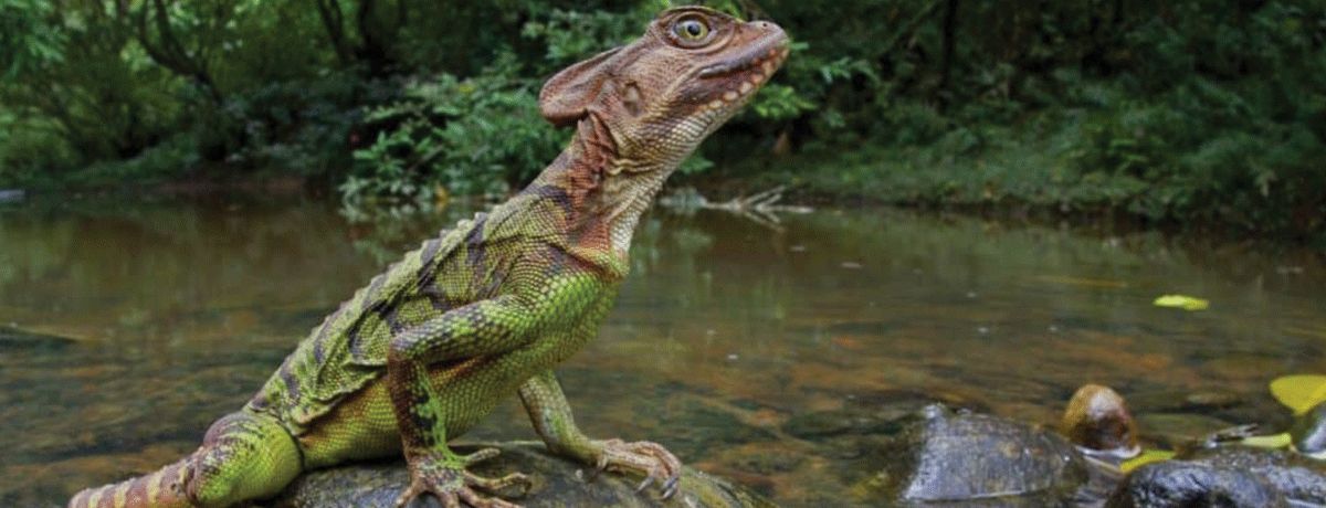 Basiliscus lizard sitting on a rock next to a body of water