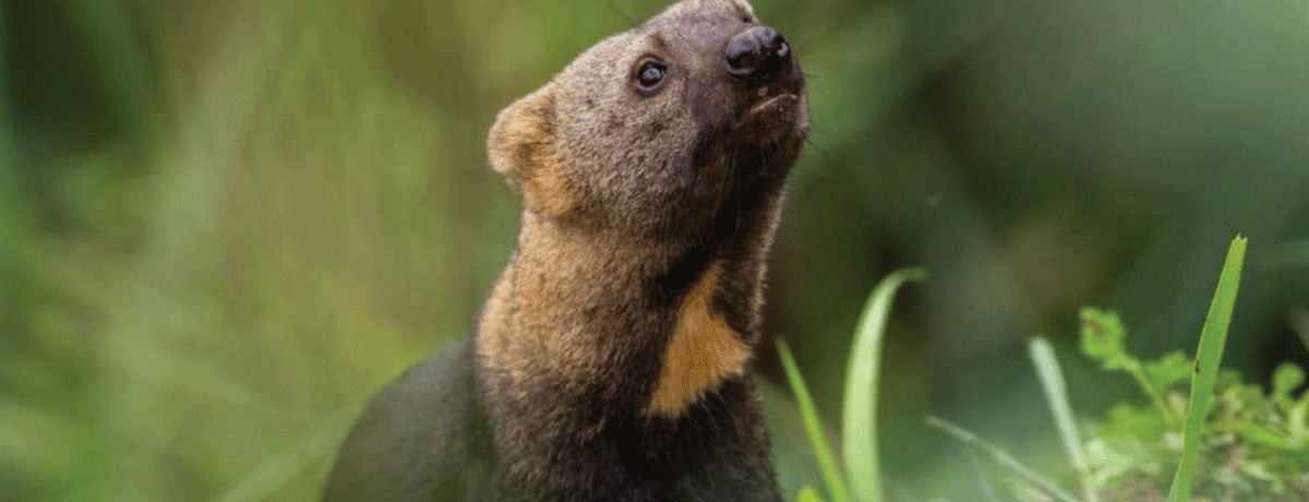 Tayra walking along the floor of Mashpi Forest