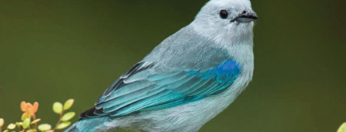 Blue-grey tanager