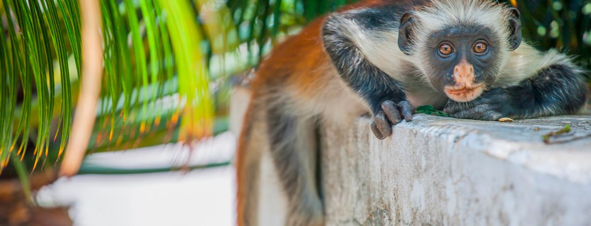 Red colobus climbing on stone wall looking directly at the camera