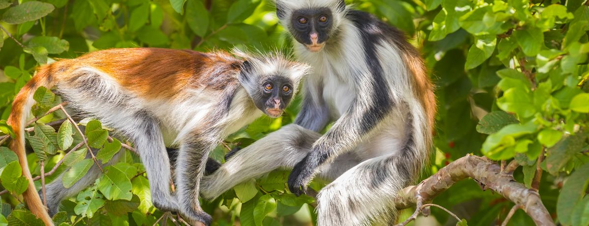 Two red Colobus Monkey in a rainforest of Jozani Chwaka Bay National Park