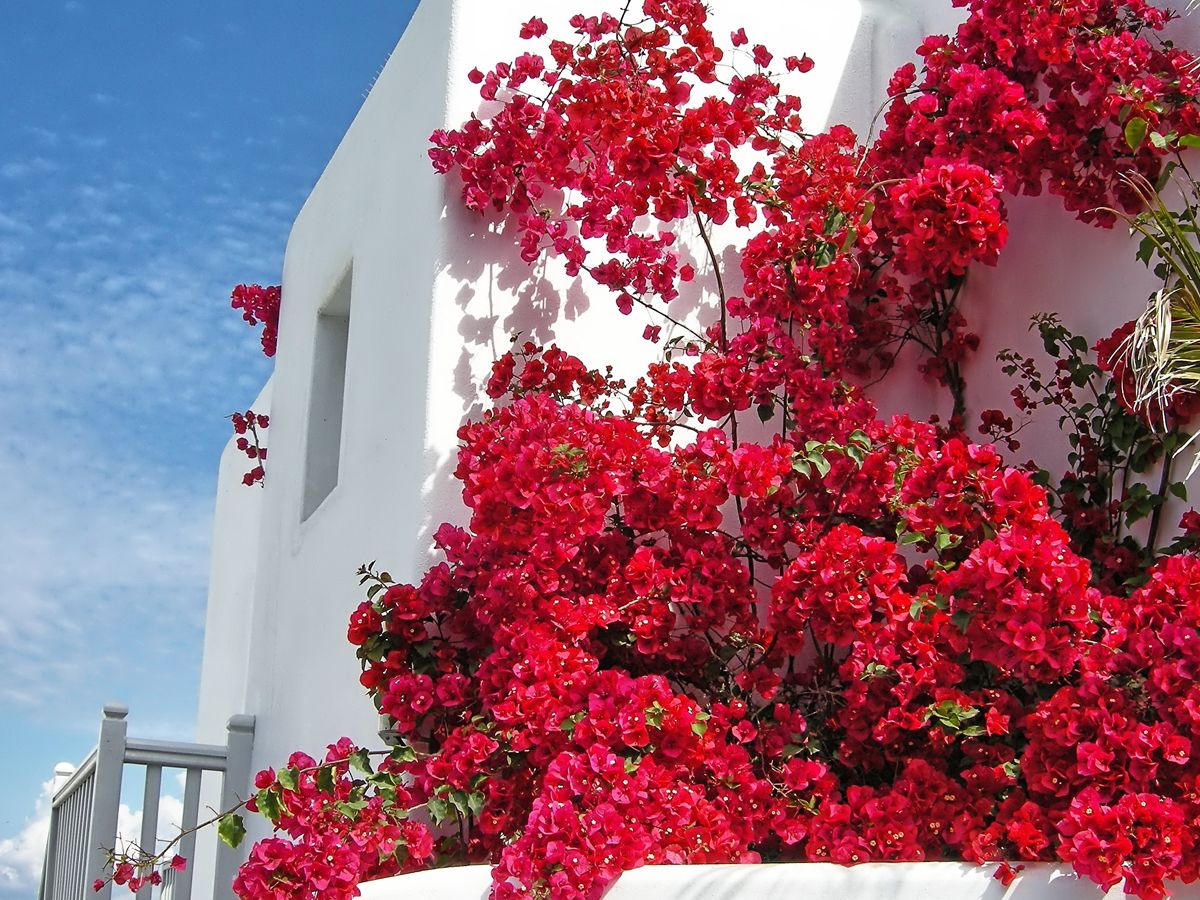 mykonos bougainvillea